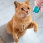 Cat Clicker Training: Easily Unlock Your Cat’s Hidden Skills