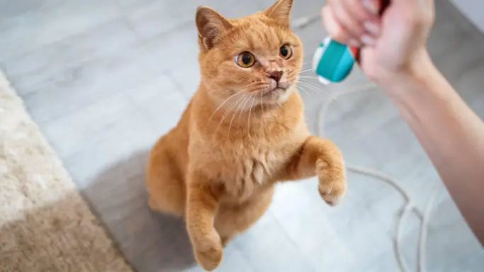 Cat Clicker Training: Easily Unlock Your Cat’s Hidden Skills