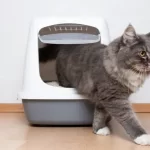 Solving Cat Litter Box Avoidance: Practical Guide