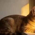 Understanding Cat Body Language: Unlock Silent Communication with Your Pet