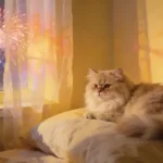 10 Vet-Approved Ways to Calm Your Cat During Fireworks
