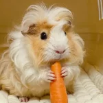 Metastatic Calcification in Guinea Pigs: A Silent Killer You Must Know