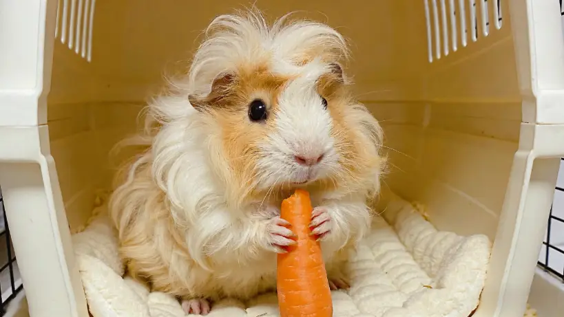 Metastatic Calcification in Guinea Pigs: A Silent Killer You Must Know