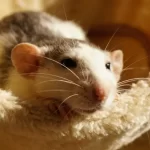 Staph Infections in Pet Rats: Signs, Treatments & Prevention