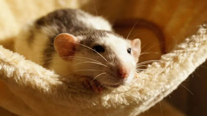 Staph Infections in Pet Rats: Signs, Treatments & Prevention
